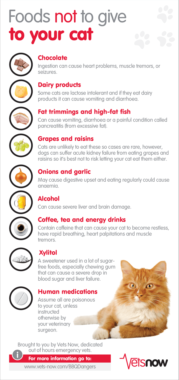 11 Unexpected Facts Of Can Cats Eat Raisins You Should Not Miss It