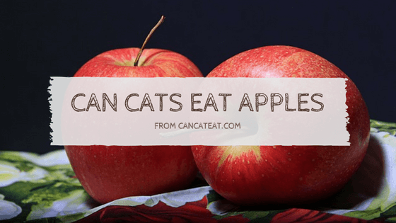 7 Healthy Benefits Of Can Cats Eat Apples | You Should Not Miss It