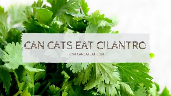 18  Great Fact  About  Can Cats Eat Cilantro Everyone Should Read It