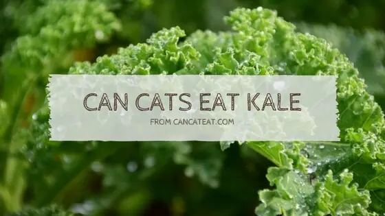 11 Benefit With Can Cats Eat Kale | You Should Not Miss
