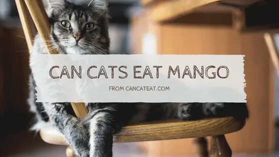 14 Benefits Of Can Cats Eat Mango | Everyone Should Know