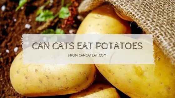 9 Benefit of Can Cats Eat Potatoes | What About French Fries And Mashed Potatoes