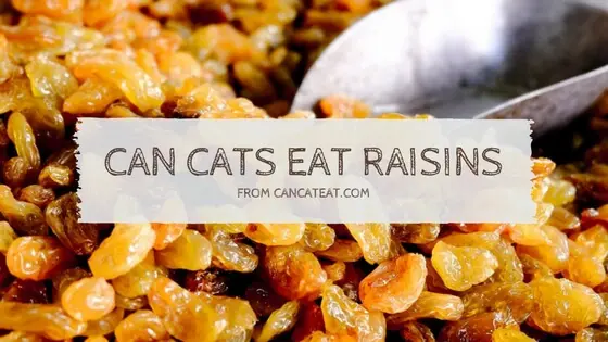 can cats eat raisins