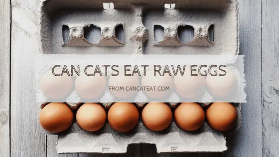 can cats eat raw eggs