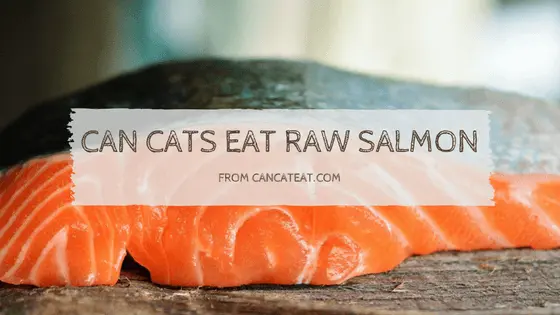 can cats eat raw salmon