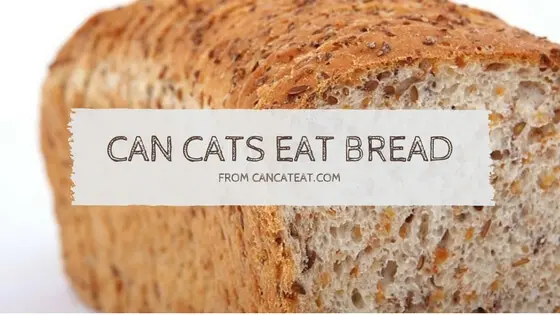 7 Unexpected Fact About Can Cats Eat Bread | You Should Not Miss