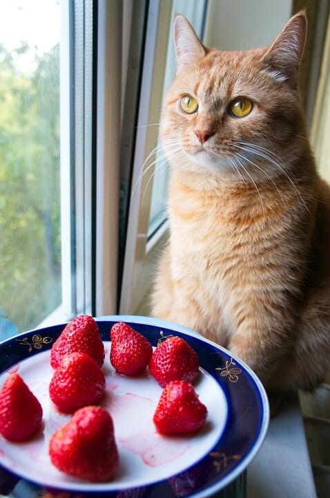 can cats eat strawberry greens