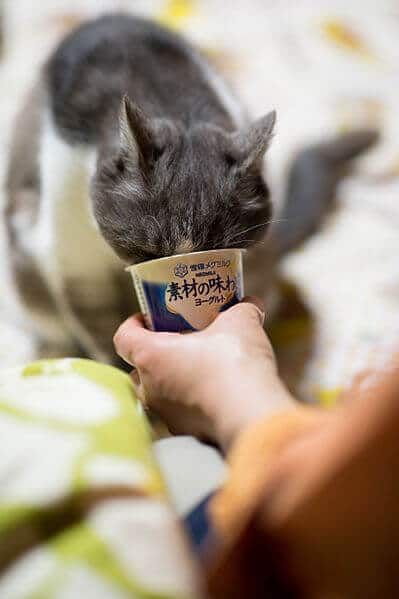can cats eat coconut yogurt