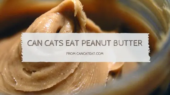 8 Facts About Can Cats Eat Peanut Butter | Cat Parents Should Not Miss it