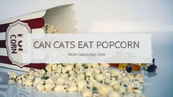 14 Unexpected Thing About Can Cats Eat Popcorn | You Shouldn’t Miss It