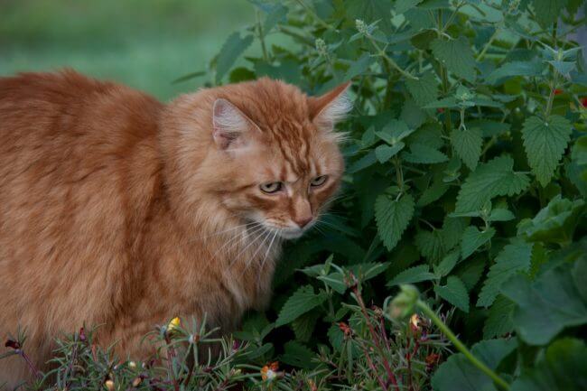 l'herbe à chat