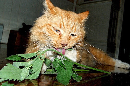 L'herbe à chat est-elle bonne pour les chats