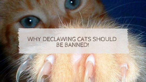 First Time in the US Declawing Cats Is Going to Be BANNED!