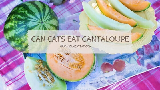 can cats eat cantaloupe