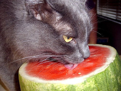 15 Things About Can Cats Eat Watermelon Why Cats Enjoy Watermelon