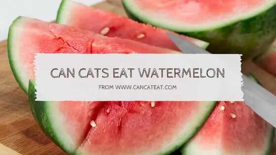 15 Things About Can Cats Eat Watermelon | Why Cats Enjoy Watermelon