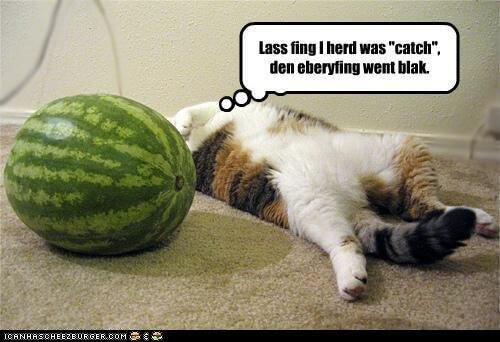 can my cats eat watermelon