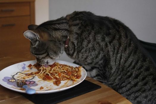 can cats eat pasta