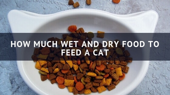 13 Facts On How Much Wet And Dry Food To Feed A Cat