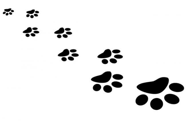 cat paw print and dog paw print