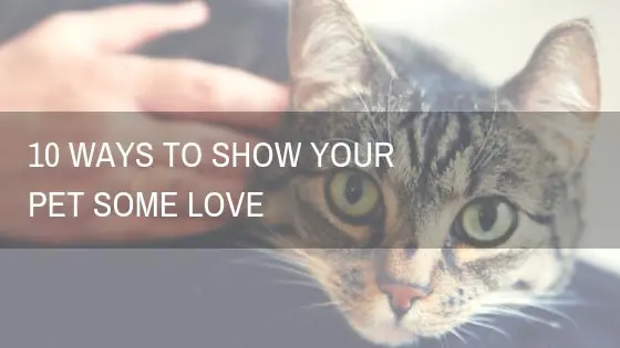 ten ways to show your pet you love them