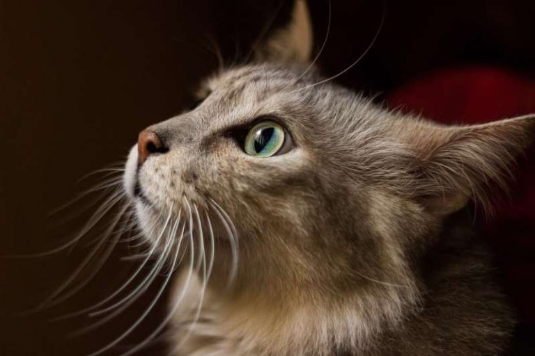 10 Best Natural Canned, Soft & Wet Cat Food In 2021 | Buyer’s Guide & Brand Review
