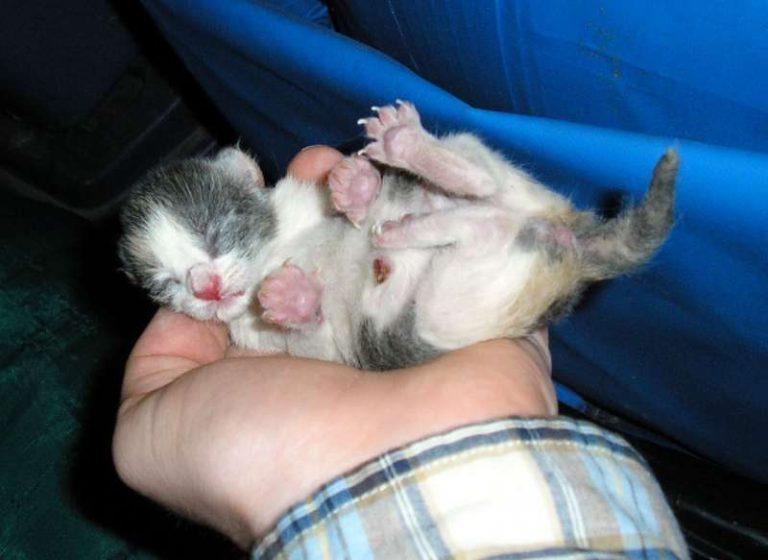care for newborn kittens