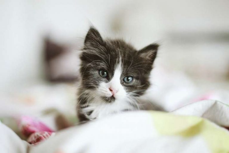 cute-little-kitten