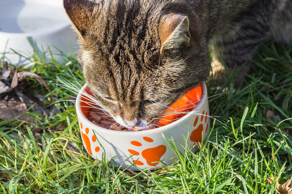What You Should Know About Can Cats Eat Dog Food
