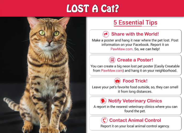How to Find A Missing Cat