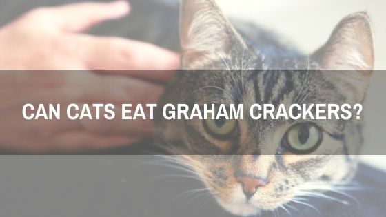 7 Things About Can Cats Eat Graham Crackers | Don’t Feed Till You Read This