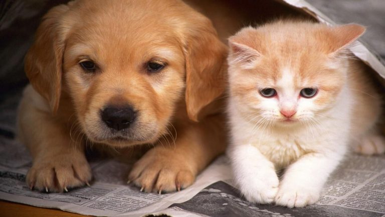 Can Small Cats And Dogs Coexist?