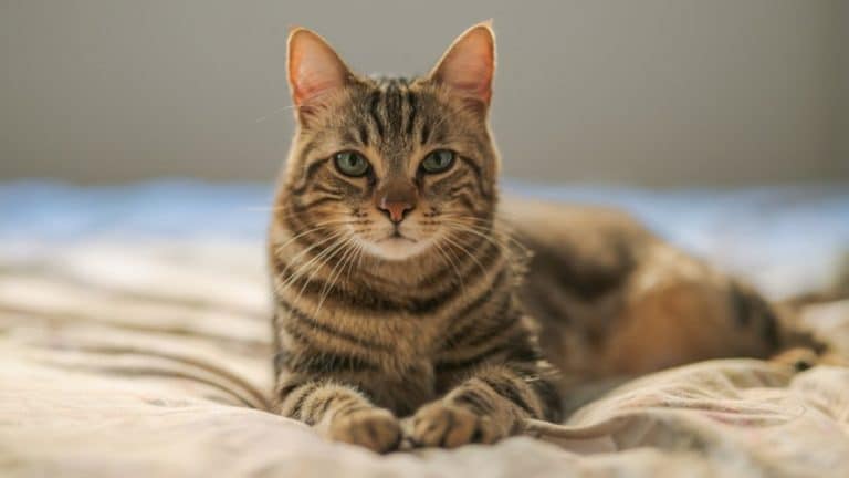 How Using Cat Wipes Can Benefit Your Pet?