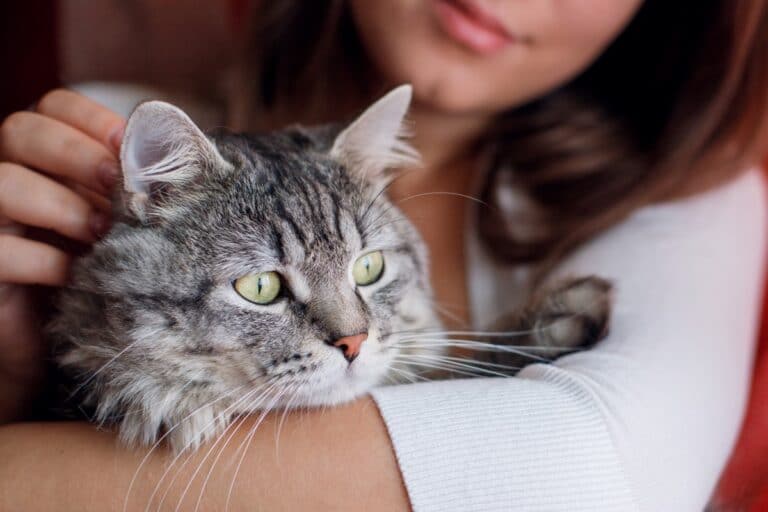 Why Are Cats More Popular as Pets?