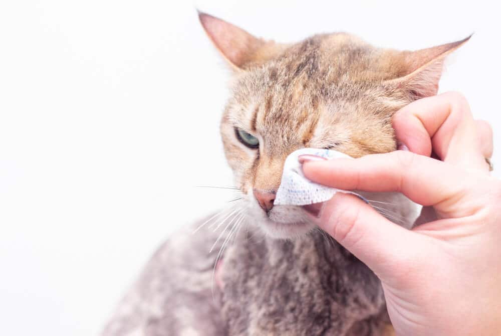 How to Treat Conjunctivitis in Cats?