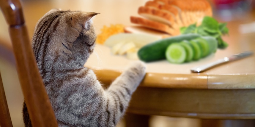 4 Best Human Foods That Are Safe for Your Cat