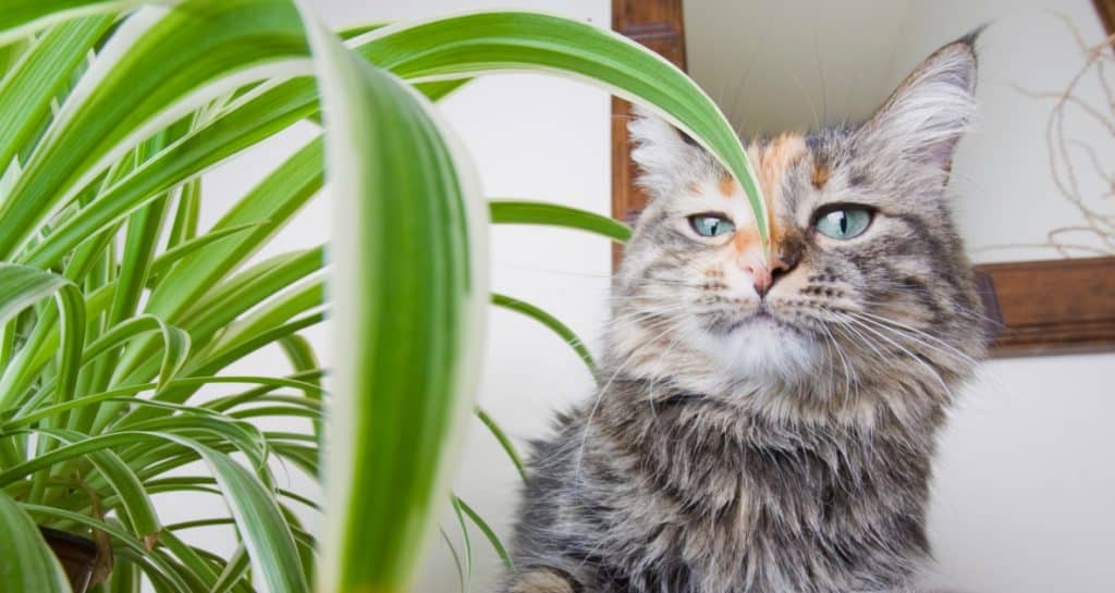 Plants Native to Ontario That Are Toxic for Cats