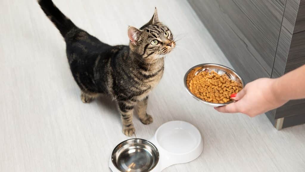 10 Things You Need to Know About Cat Nutrition