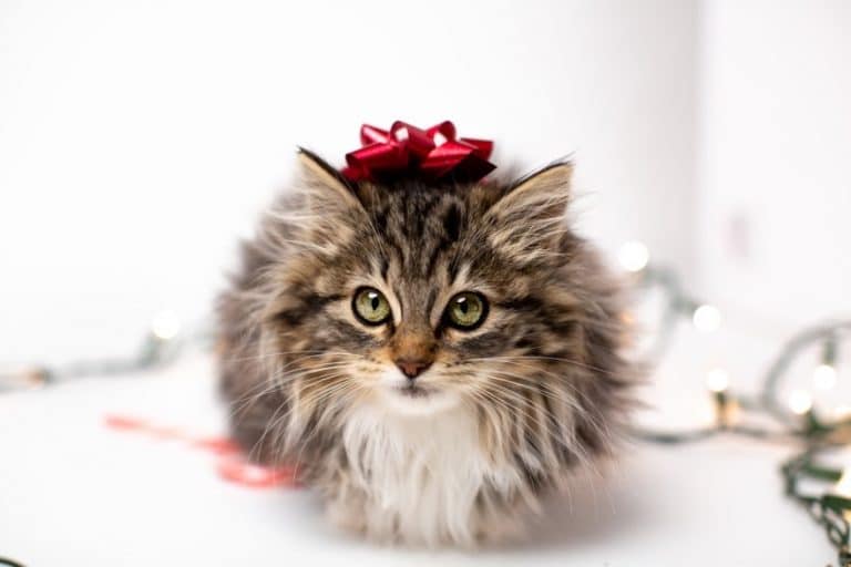 Say “Meowy Christmas” with These Purrrfect Presents