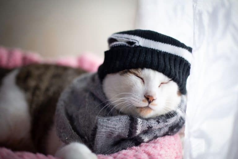 6 Winter Caring Tips For Your Pet Cats