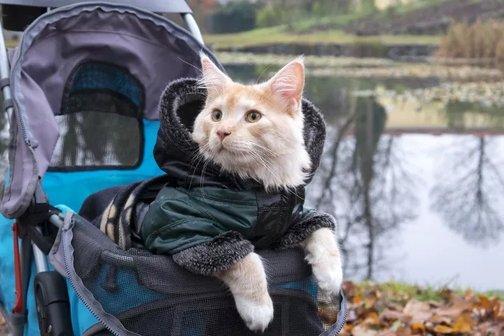 The Ultimate Guide To Buying The Best Cat Stroller