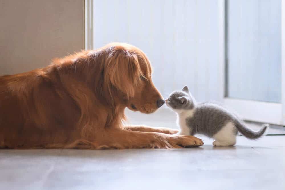 How to Introduce Your Dog to a Cat?