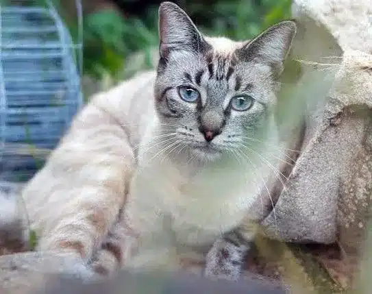 Amazing facts about Lynx point Siamese