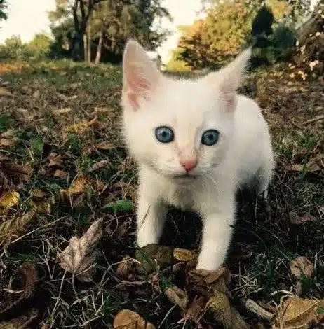 Are Flame Point Siamese cats rare?