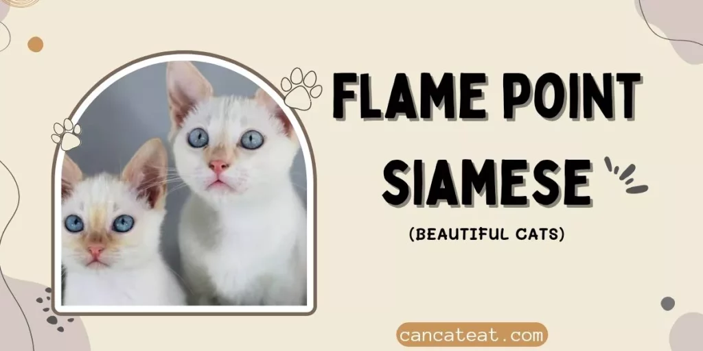 Flame Point Siamese Cat | Complete Info with Pictures