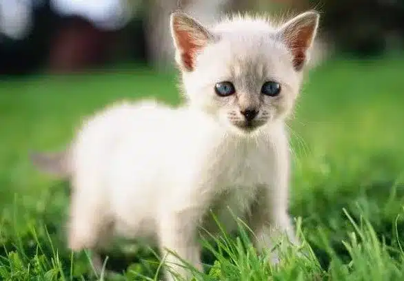 Health Problems of the flame-point Siamese Cats
