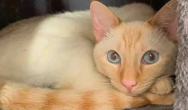 Flame Point Cats: Amazing Facts