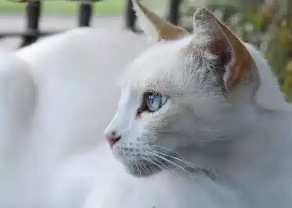 How much does a Flame Point Siamese cost?