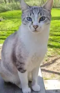 How much does a Lynx Point Siamese cat Price or cost?