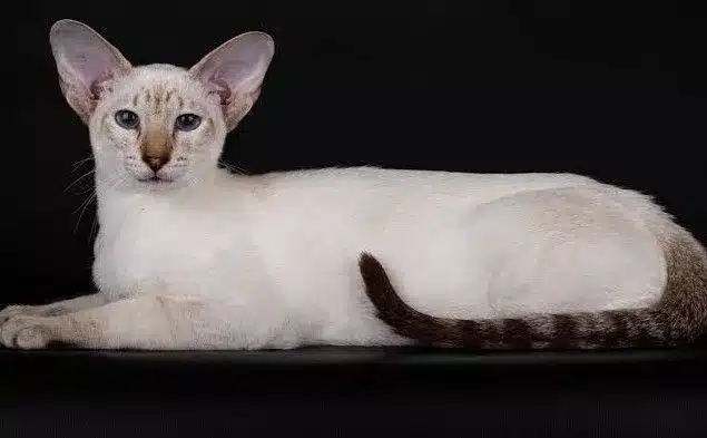 Where the Siamese cat with lynx spots came from?